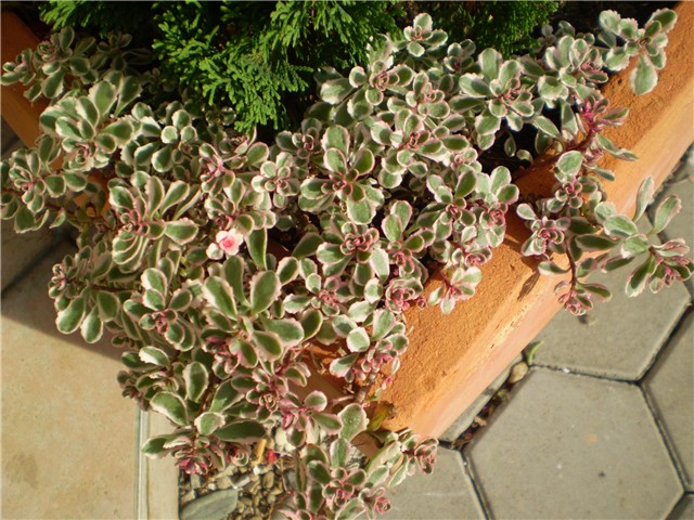 sedum